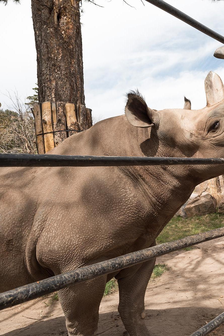 Cheyenne Mountain Zoo